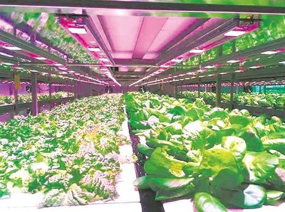 蔬菜工廠“造” 實現(xiàn)智能化