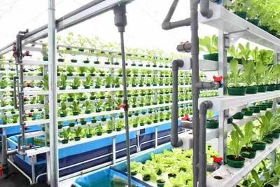 財政助力農村綜合改革推動“菜鄉”變新樣